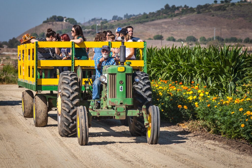 A green tractor pulls a yellow wagon with passengers along a dirt path, surrounded by vibrant marigold flowers and expansive farmland under a clear blue sky in Conejo Valley.