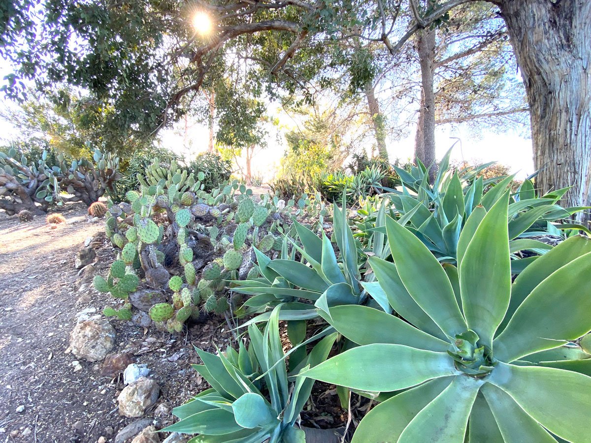 Cacti and succulents thrive under the dappled sunlight filtering through tall trees, surrounded by earthy soil and rocks in a lush garden setting in Conejo Valley.