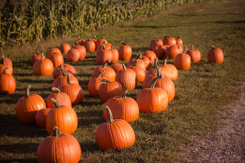 Orange pumpkins are scattered across a grassy field, with a cornfield visible in the background, creating an autumn harvest scene on a sunny day in Conejo Valley.