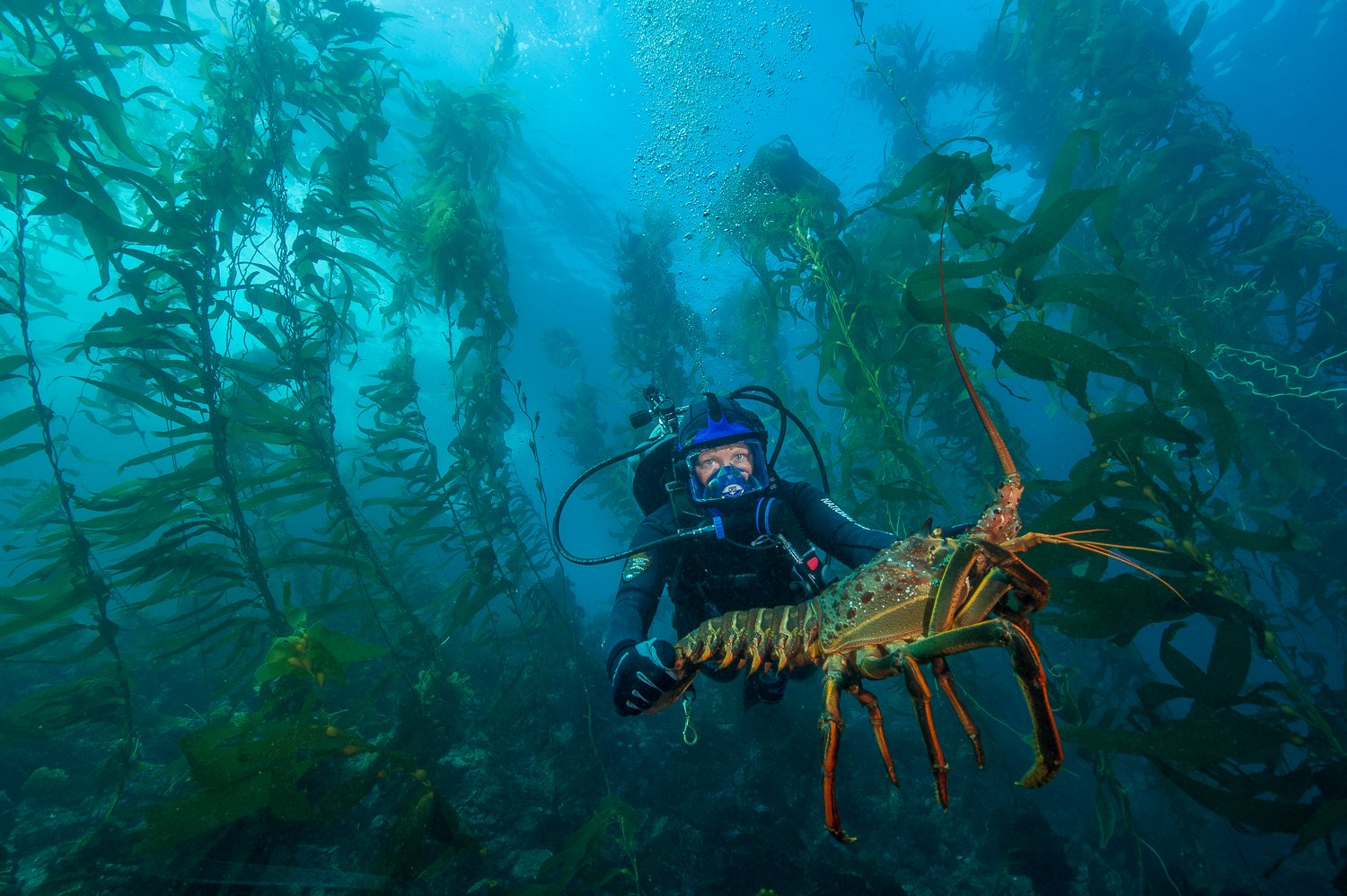 A California spiny lobster, known to have no large front claws and have long spiny antennae instead for defense and navigation. These are found in kelp forest along Channel Islands. Photo credit: Brett Seymour/National Park Service