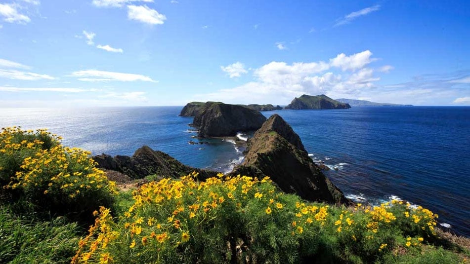 Rocky cliffs rise dramatically from the ocean, bordered by vibrant yellow flowers in the foreground, under a vast blue sky speckled with clouds on a sunny day in Conejo Valley.