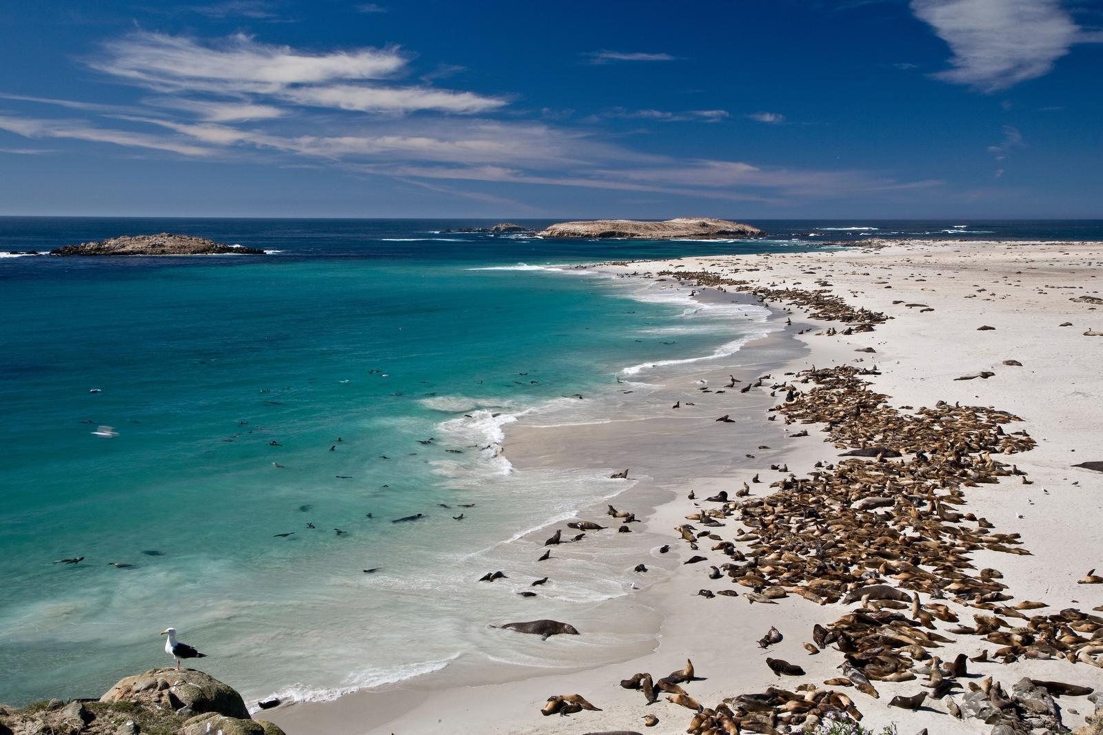 White sand beach covered with seals and sea lions at San Miguel Island, Channel Islands National Park, California