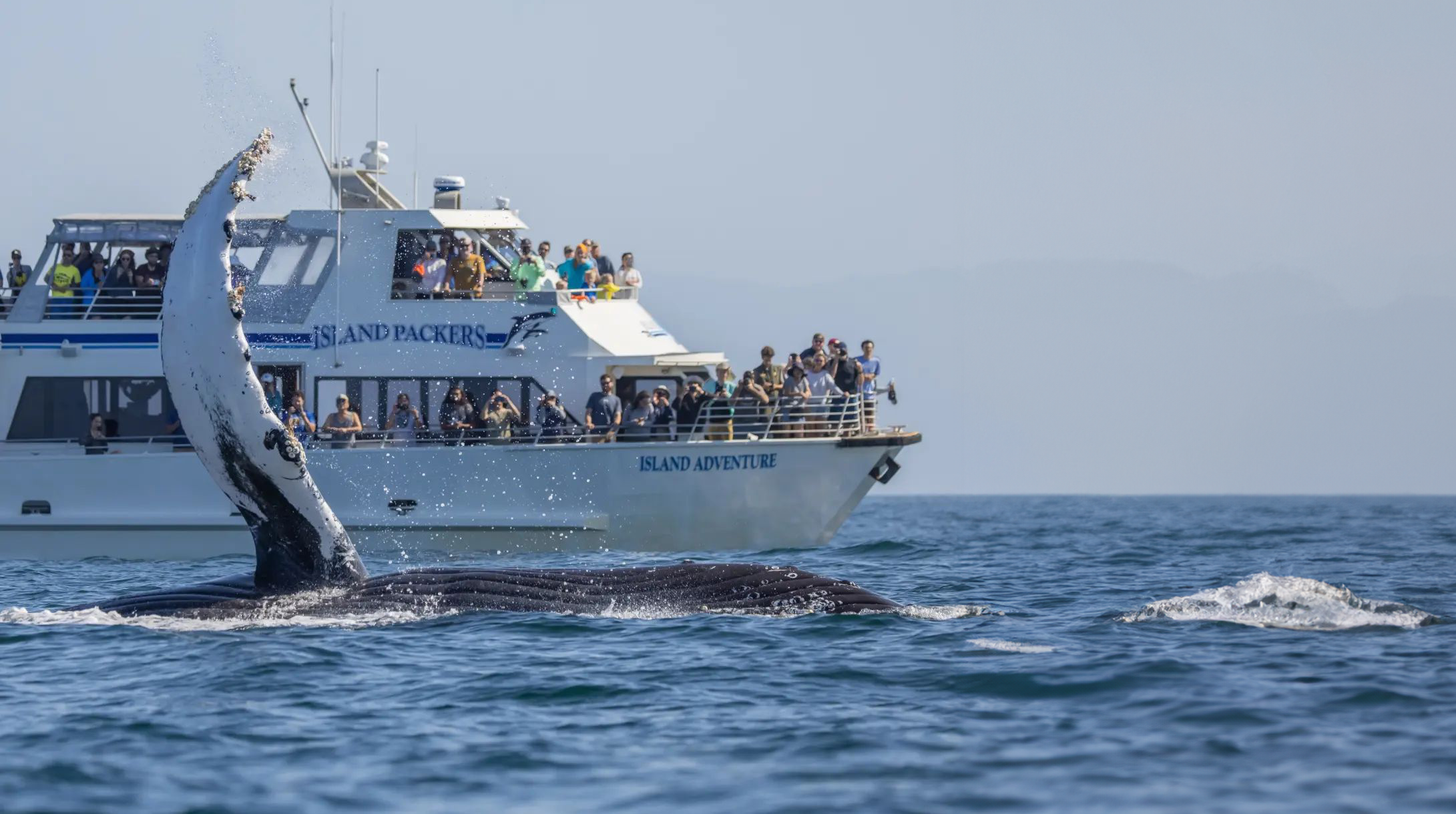 Humpback whale appearing to wave with it's distinctive fin at the people on the Island Packers Wildlife Cruise in Channel Islands, California