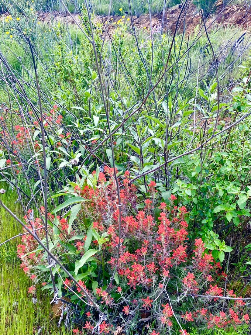 Red flowering plants thrive amidst green foliage and bare branches, set in a lush, natural landscape with surrounding wild vegetation and a gentle slope in the background in Conejo Valley.