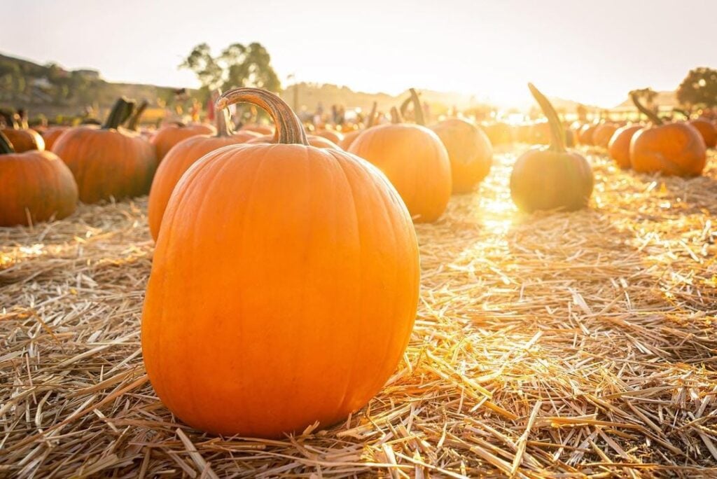 A large pumpkin sits on a bed of straw in a sunlit pumpkin patch, surrounded by other pumpkins with a warm golden glow enhancing the autumn atmosphere in Conejo Valley.