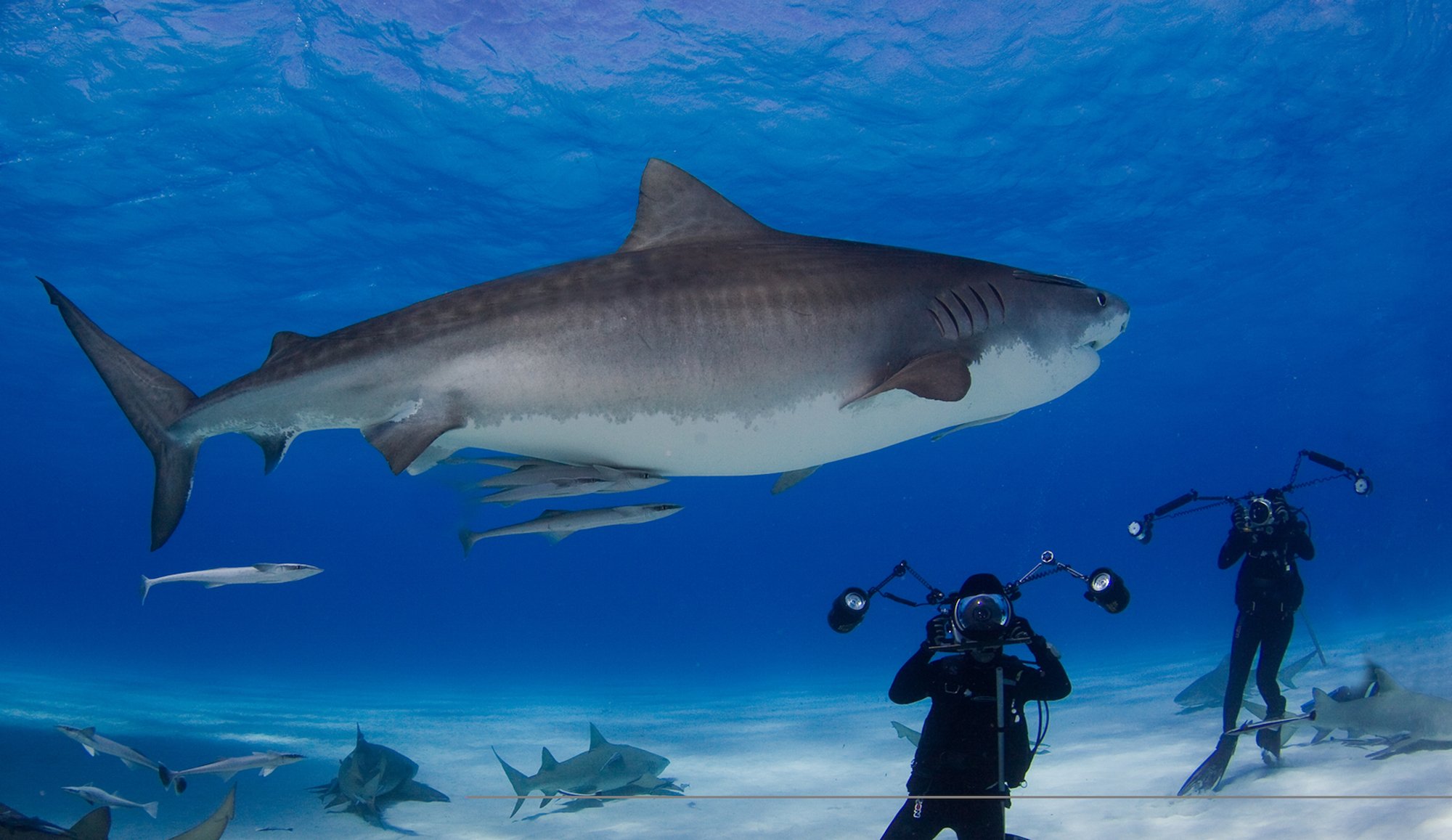 Bank of America Performing Arts Center: National Geographic Live With Underwater Photographer David Doubilet & Aquatic Biologist Jennifer Hayes