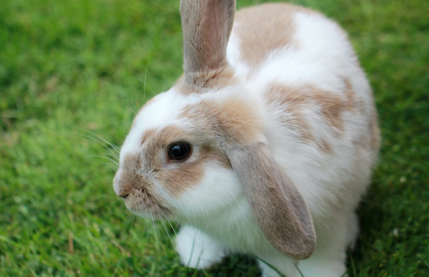 Halloween Bunny Yoga at Harmony Family Yoga