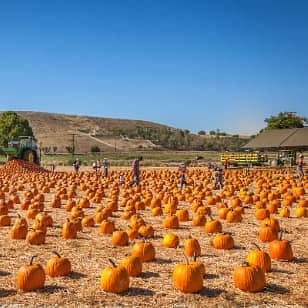 27th Annual Fall Harvest Festival