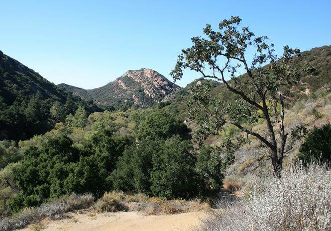 Tree standing in a hilly landscape, surrounded by lush greenery and rolling hills under a clear blue sky.