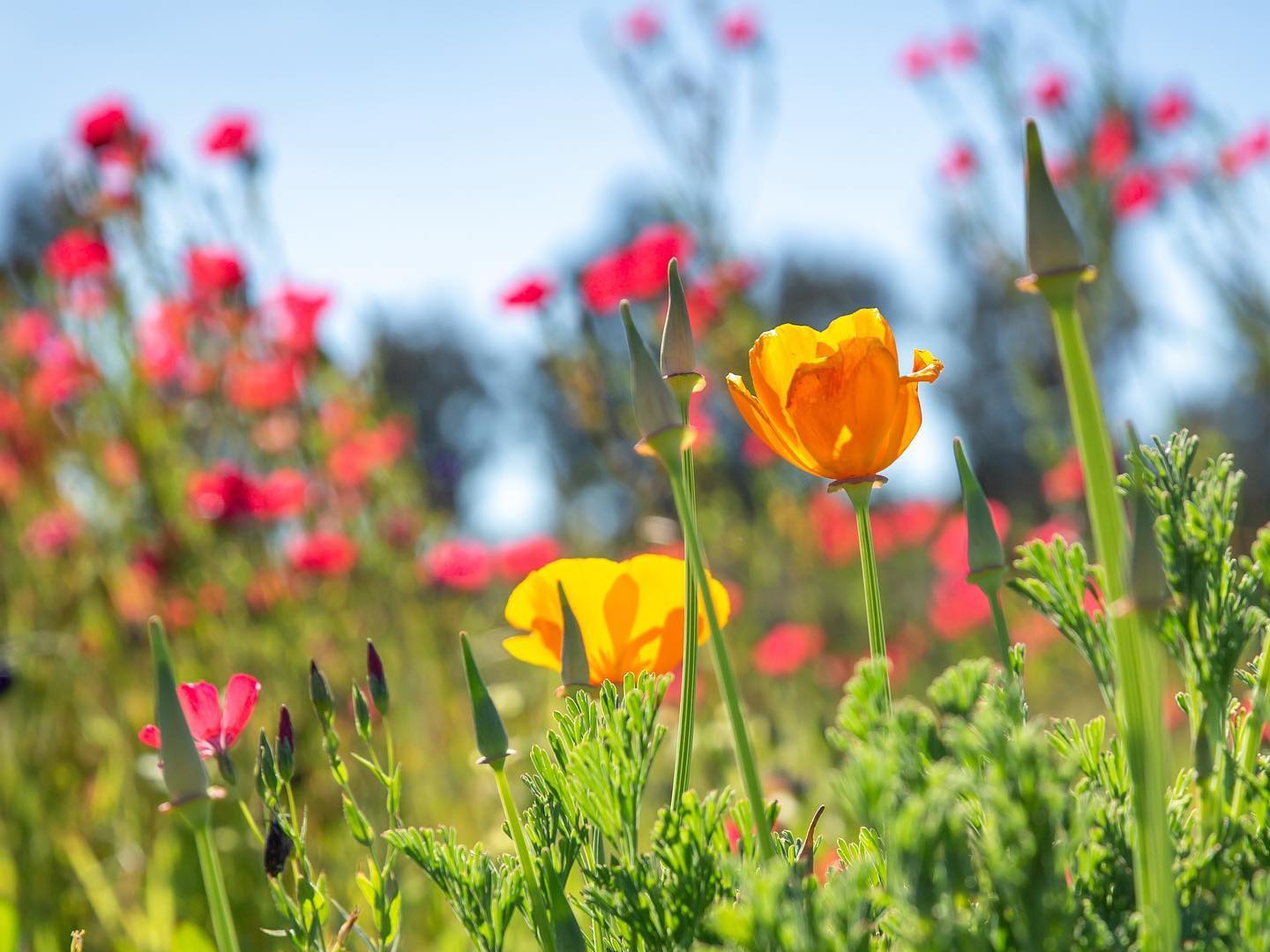 Bright yellow poppies bloom amidst green foliage, basking in sunlight.