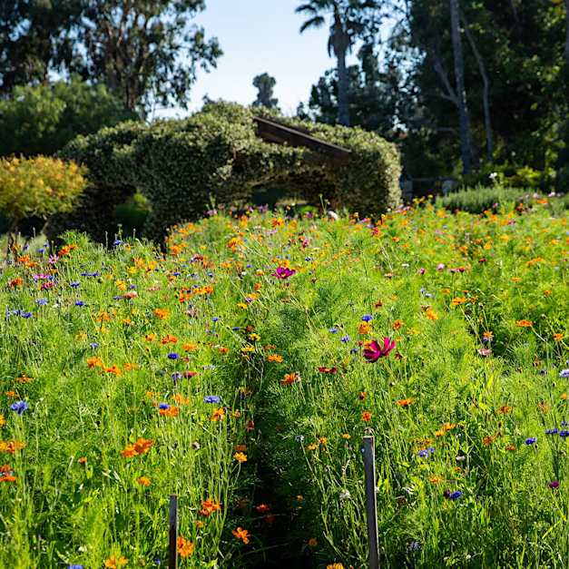 Flower Pressing Workshop