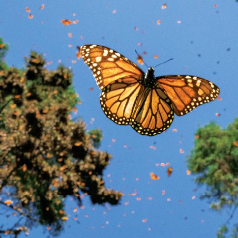 Jaime Rojo, Photographer Chasing Monarchs
