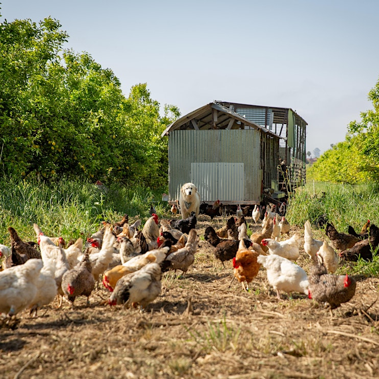 Regenerative Farm Tours at Apricot Lane Farms