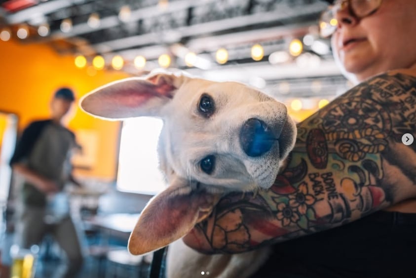 White puppy with oversized ears being held in a tattooed person's arms inside a pet-friendly brewery.