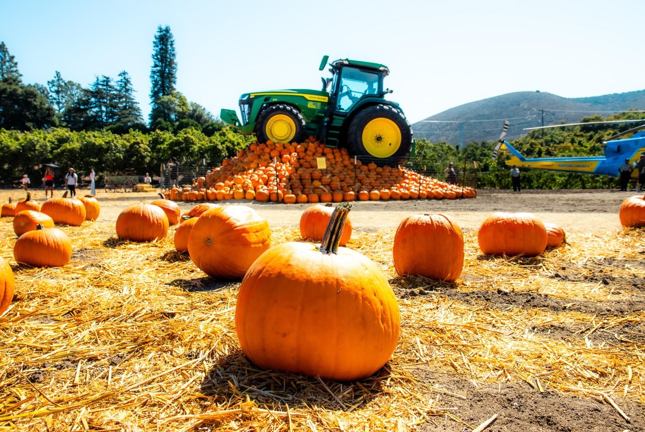 Large pumpkin patch with a green tractor displayed on top of a mound of pumpkins.
