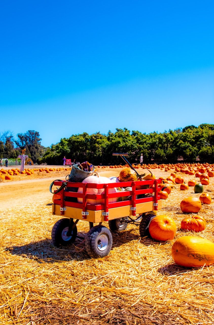Red wagon surrounded by pumpkins in a sunny pumpkin patch.